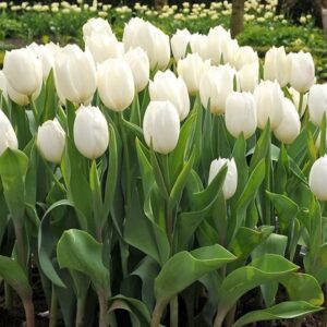 Tulipa Calgary