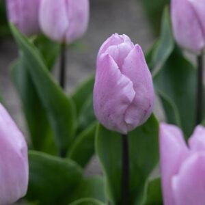 Tulipa Candy Prince (PBR)