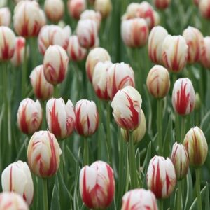 Tulipa Carnaval de Rio