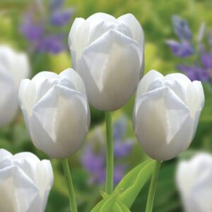 Tulipa Catherina
