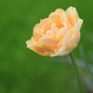 Tulipa Charming Beauty