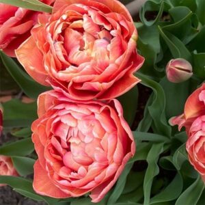 Tulipa Copper Image