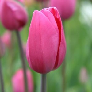 Tulipa Don Quichotte