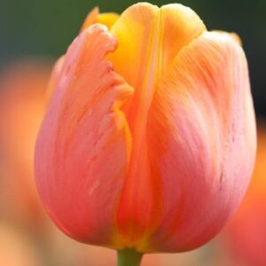 Tulipa Dordogne