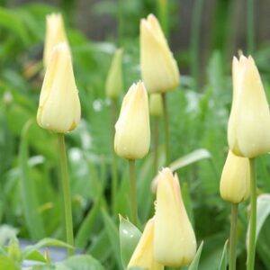 Tulipa Elegant Lady