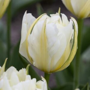 Tulipa Exotic Emperor