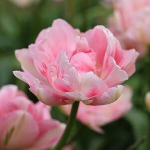 Tulipa Finola