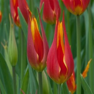 Tulipa Fly Away