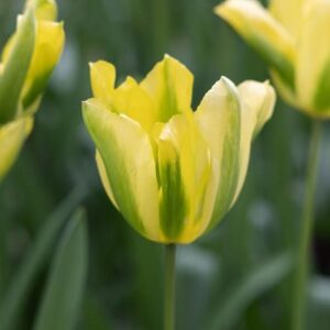 Tulipa Formosa