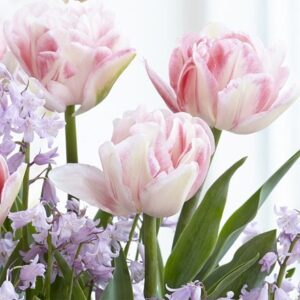 Tulipa Foxtrot