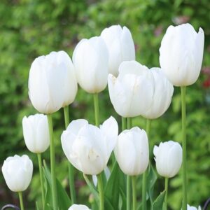 Tulipa Françoise