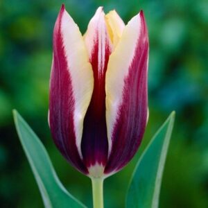 Tulipa Gavota