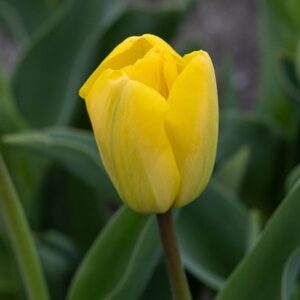 Tulipa Golden Apeldoorn