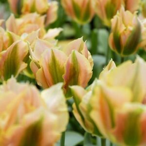 Tulipa Golden Artist