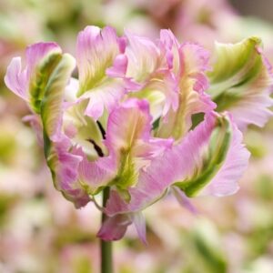Tulipa Green Wave
