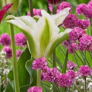 Tulipa Greenstar