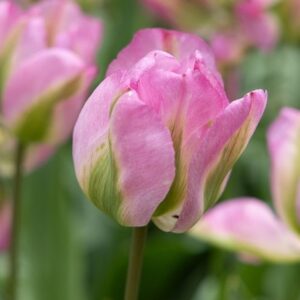 Tulipa Groenland