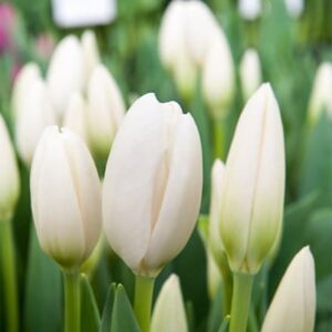 Tulipa Hakuun