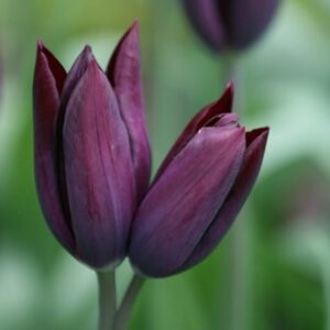 Tulipa Havran