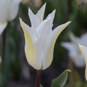 Tulipa Healthcare