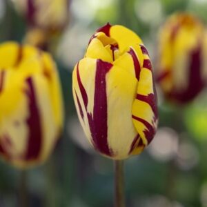 Tulipa Helmar
