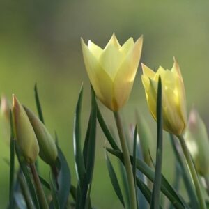 Tulipa Honky Tonk