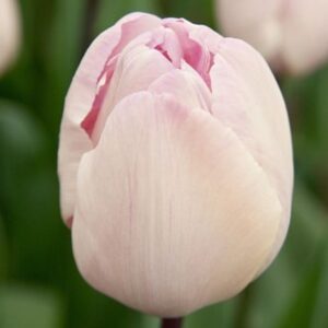 Tulipa Jacuzzi
