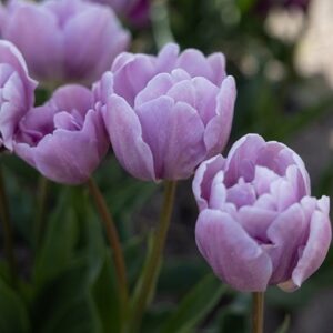 Tulipa Kickstart