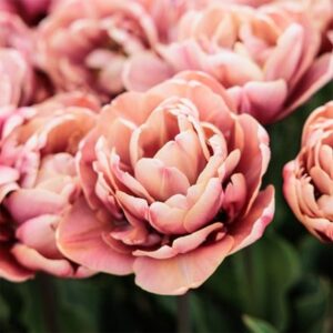 Tulipa La Belle Époque