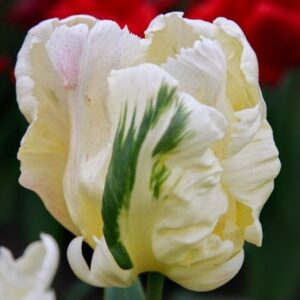Tulipa Libretto Parrot