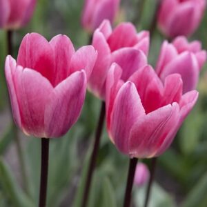 Tulipa Light and Dreamy