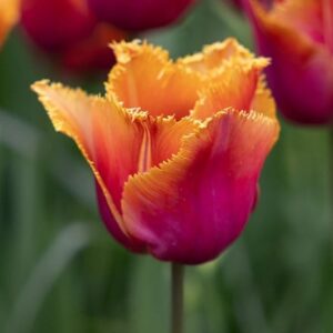 Tulipa Louvre Orange