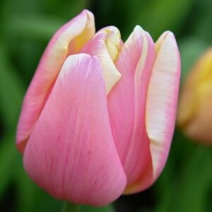 Tulipa Mango Charm