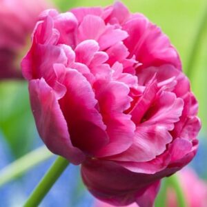 Tulipa Margarita
