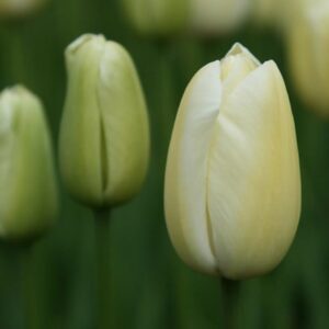 Tulipa Maureen