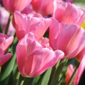 Tulipa Mistress