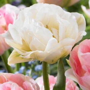 Tulipa Mount Tacoma
