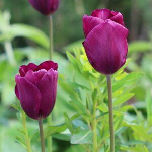 Tulipa Negrita
