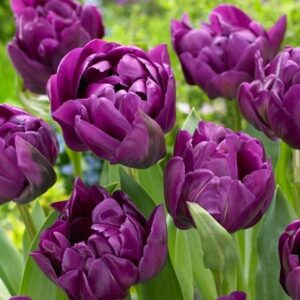 Tulipa Negrita Double