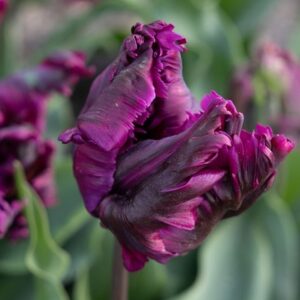 Tulipa Negrita Parrot