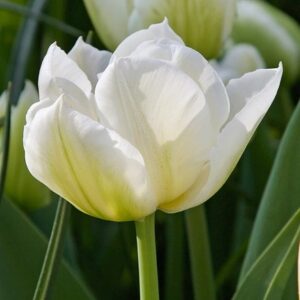 Tulipa Northcap