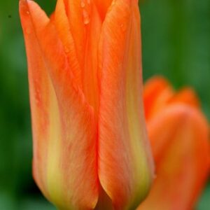Tulipa Orange Brilliant