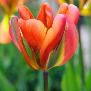 Tulipa Orange Marmalade