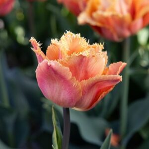 Tulipa Orange Passion