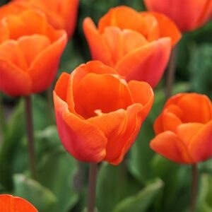 Tulipa Orange Sherpa (PBR)