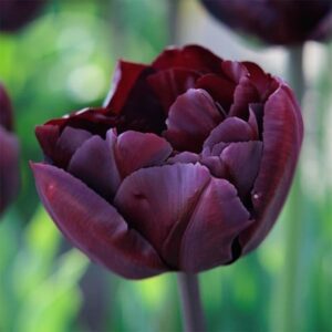 Tulipa Palmyra