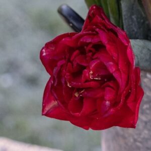 Tulipa Pamplona