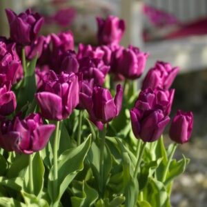 Tulipa Passionale