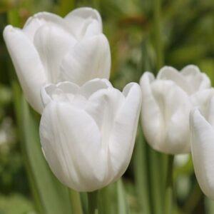Tulipa Pim Fortuyn