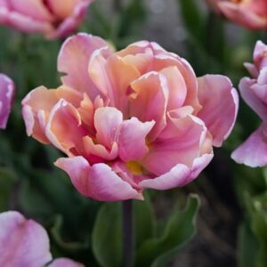 Tulipa Pink Star